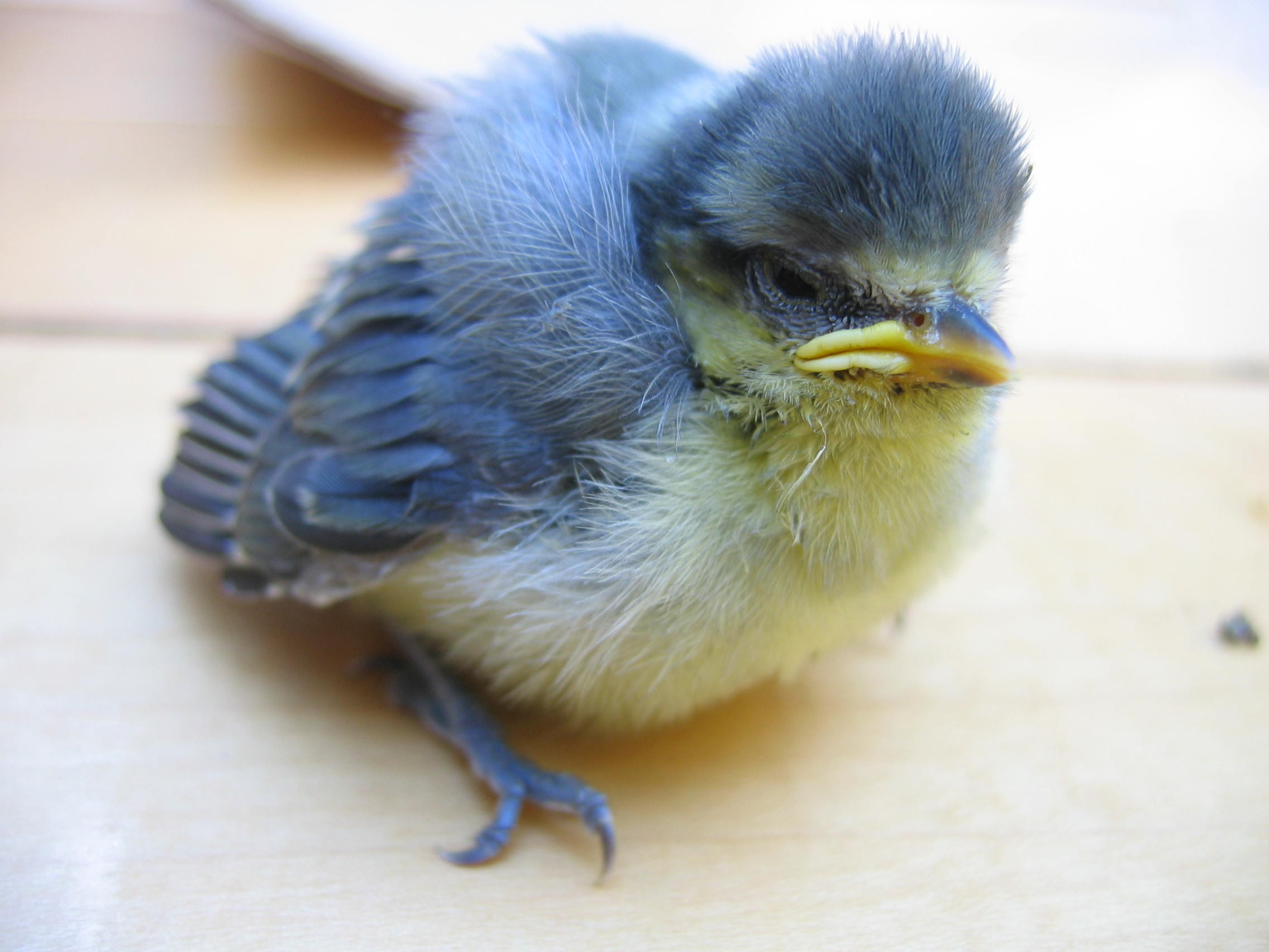 Uživatelský avatar