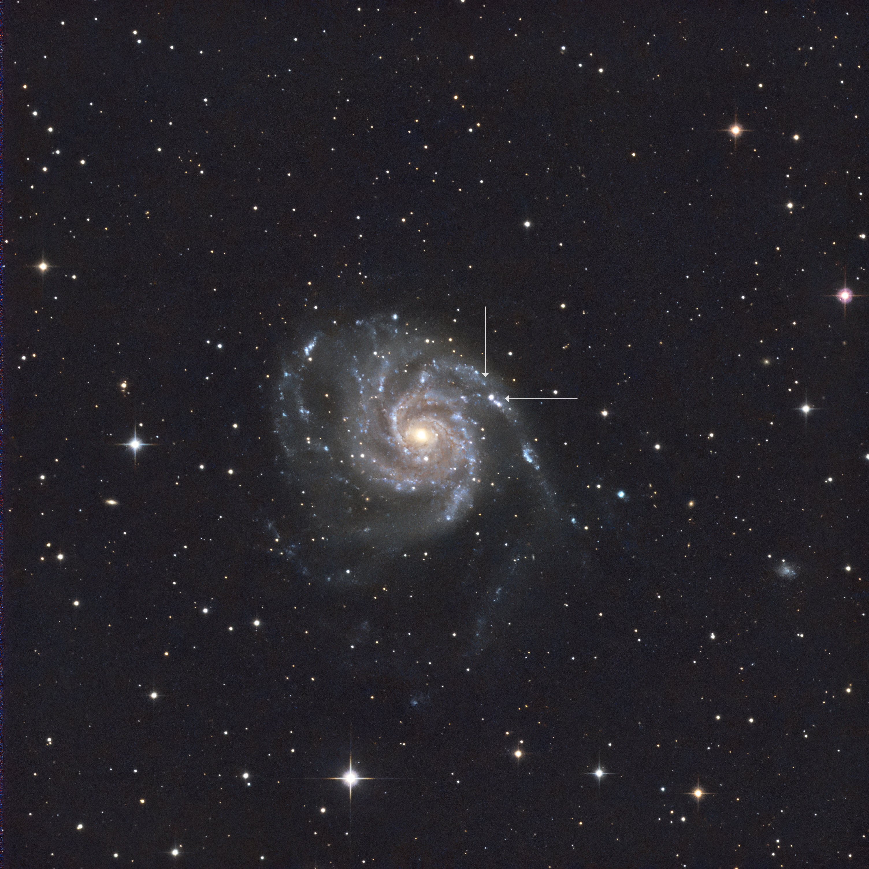 M101 Supernova SN2023ixf PN203 QHY nof2_2draft.jpg