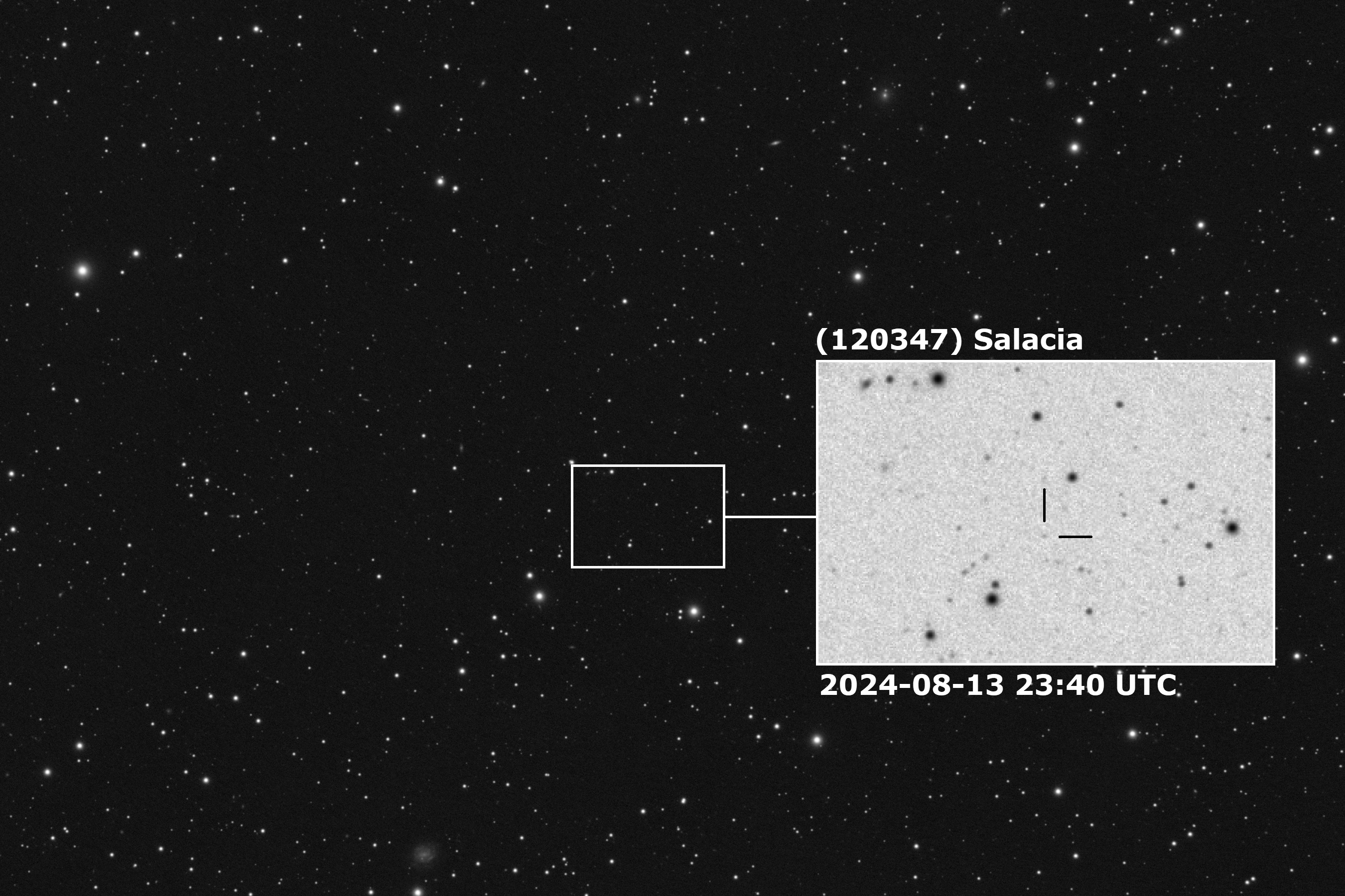 2024-08-13 Salacia.jpg