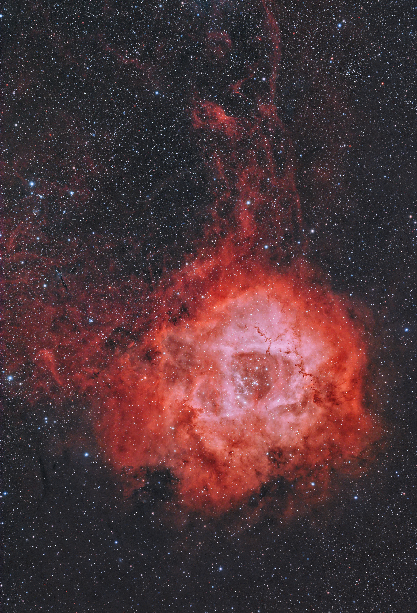 20250203 NGC2244 Rosette Kowa 350 ASI2600 83x240s.jpg